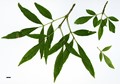 SpeciesSub: var. toumeyi SpeciesSub: var. toumeyi